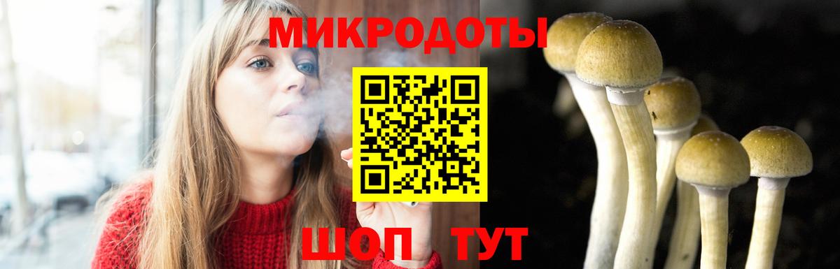 Псилоцибиновые грибы мицелий Новозыбков